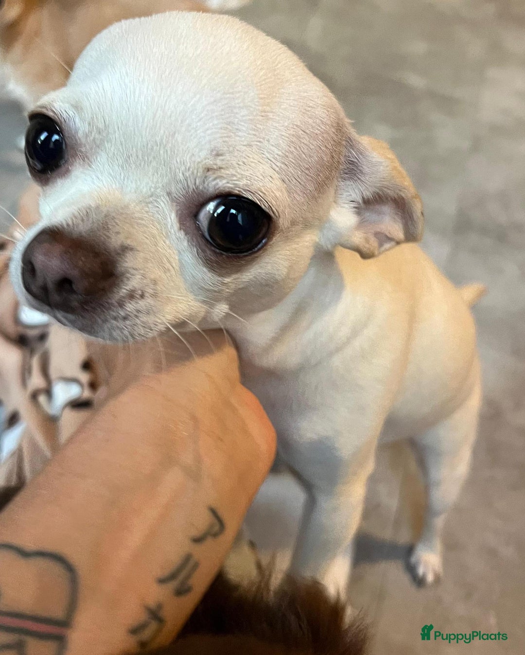 Chihuahua honden ter adoptie: kleine Snowy waar mag zijn mandje komen te staan  - Advertentie 6