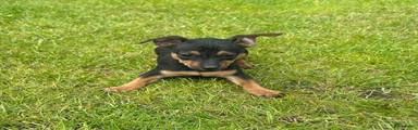 Dwergpinscher Puppy 3