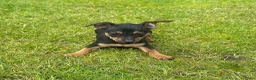 Dwergpinscher honden te koop: Pincher pups - Advertentie 5