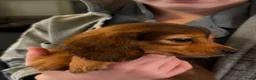 Teckel (langhaar) honden te koop: Langhaar dwergteckel chocolade Cream  - Advertentie 18