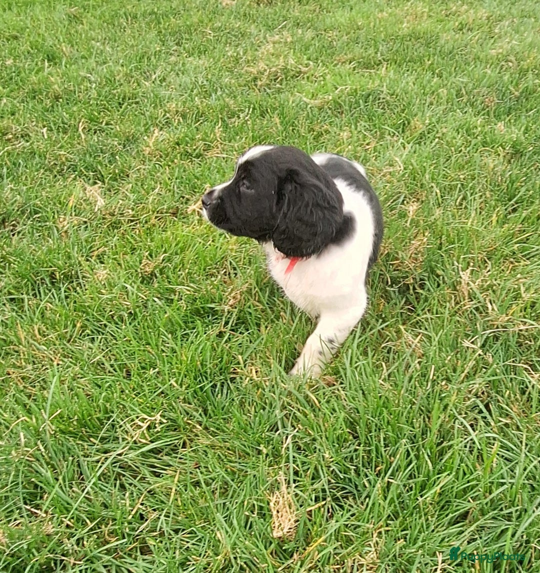 Friese Stabij honden te koop: Te koop Friese stabij pups - Advertentie 5