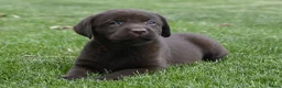 Labrador Retriever honden te koop: Chocolade bruine labrador pups met stamboom ! - Advertentie 11