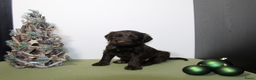 Barbet honden te koop: Barbet pups - Advertentie 8