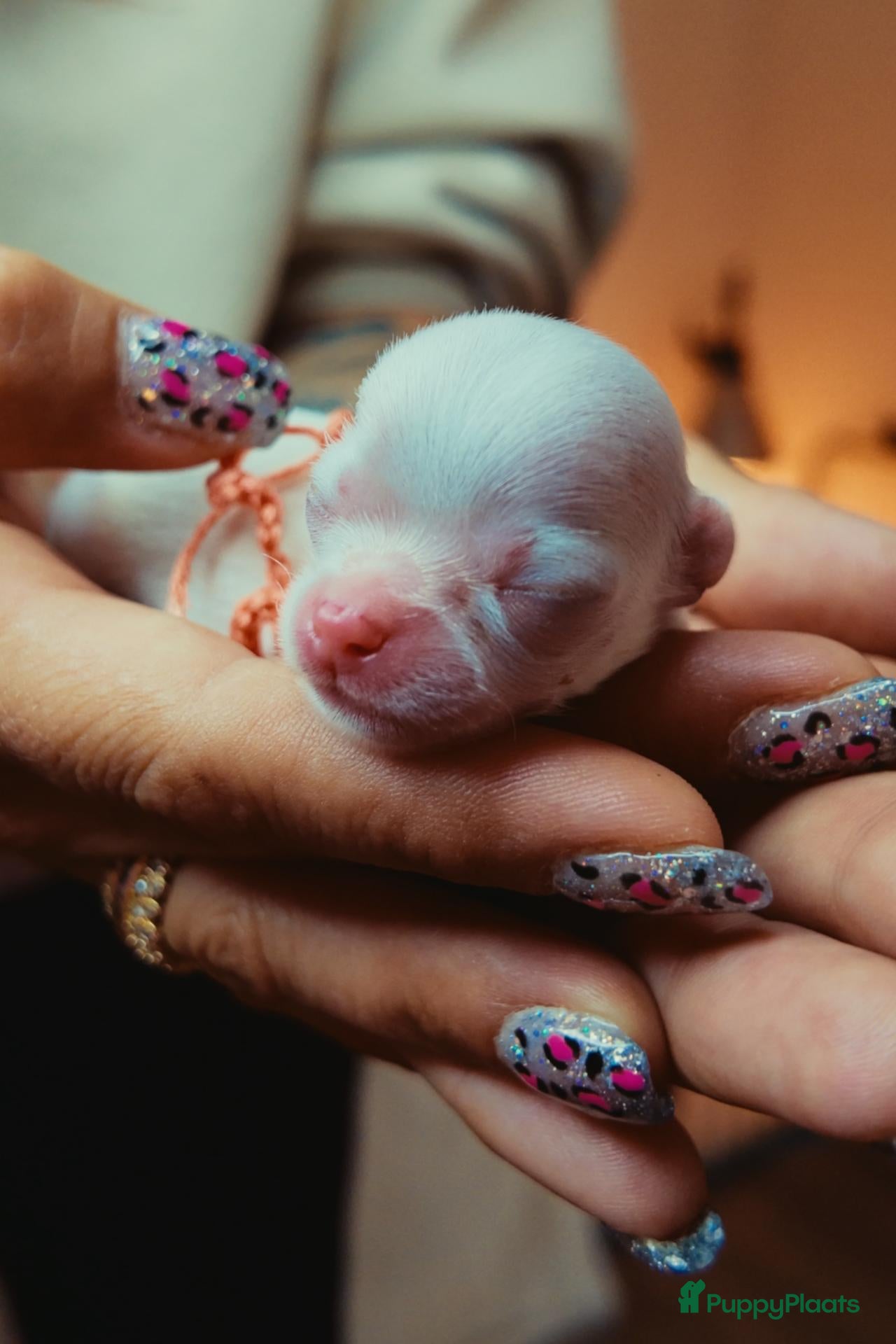 Chihuahua honden FCI stamboom Chihuahua pups  - Advertentie 1