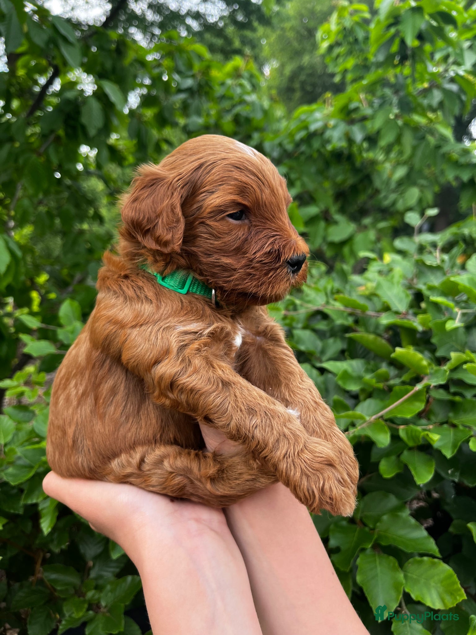 Australian Labradoodle honden te koop: Australian labradoodle pups - Advertentie 8