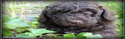 Labradoodle honden te koop: Labradoodle mini +/- 40 cm chocolade bruin - Advertentie 13