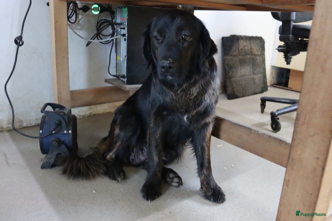 Goldador honden te koop: Super Lieve Golden Retriever pups te koop - Advertentie 11