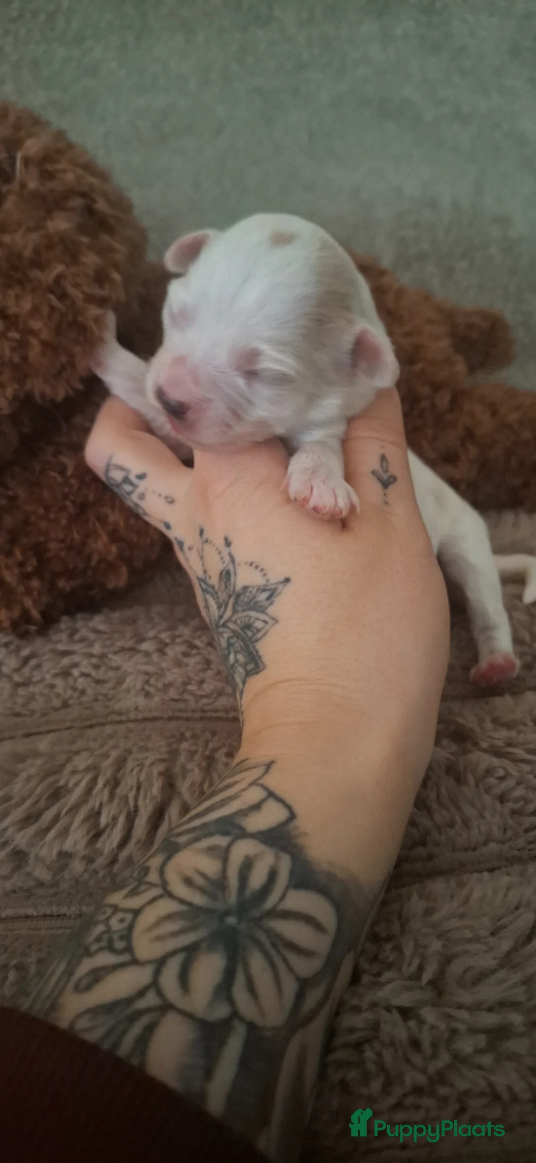 Maltipoo honden te koop: ❤️ UNIEKE maltipoo pup - 1 REUTJE BESCHIKBAAR ❤️ - Advertentie 12