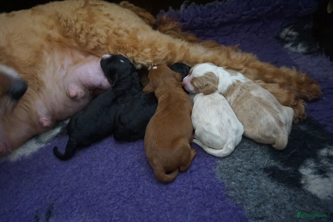 Kruising honden te koop: Goldendoodle x Bernerdoodle pups in Overberg - Advertentie 9