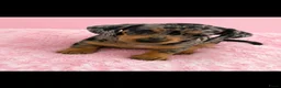 Kruising honden te koop: Kanichen pups - Advertentie 7
