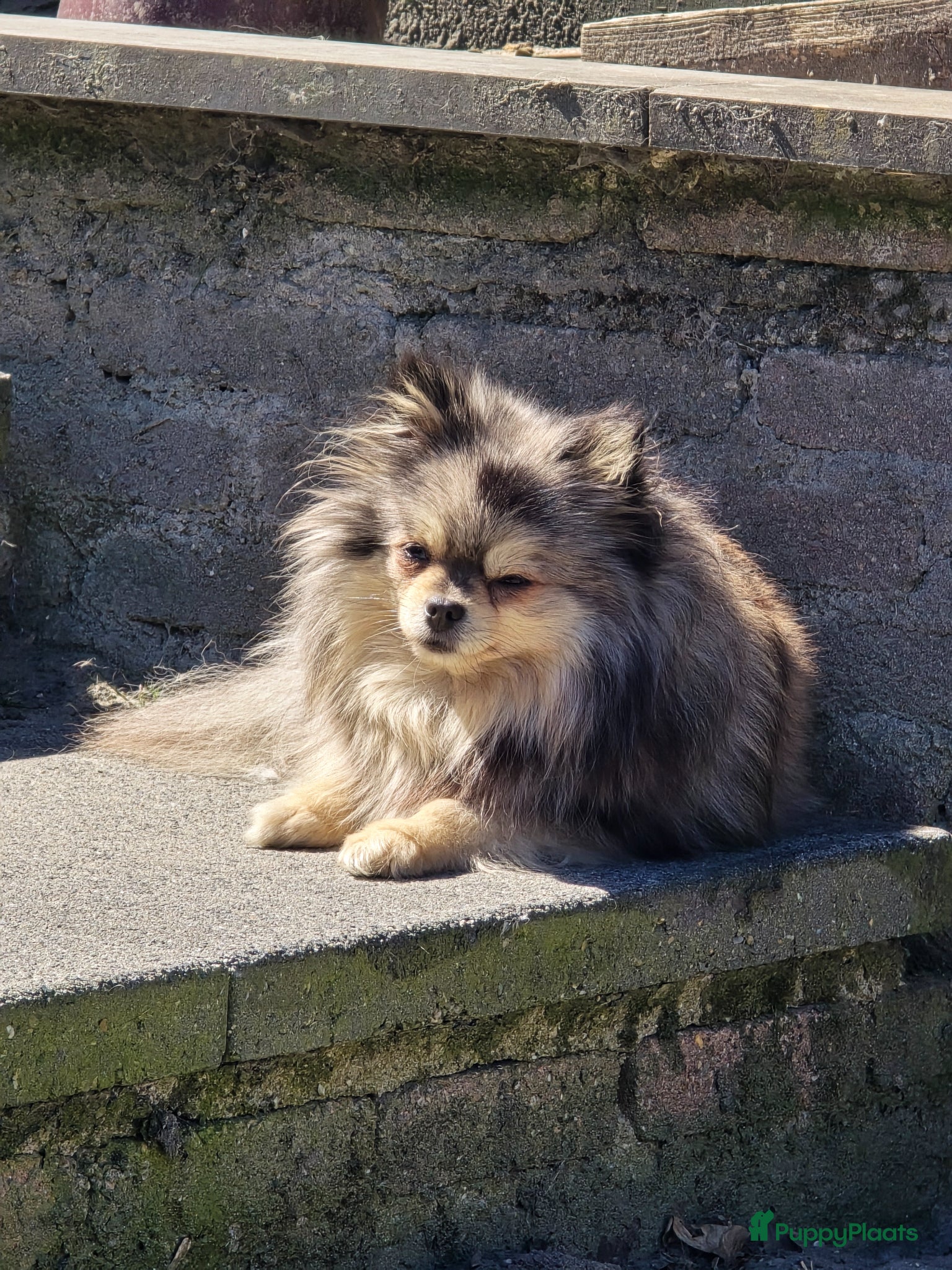 Pomeriaan honden te koop: Te koop prachtige Black and ten pomeriaan pups in Veenendaal - Advertentie 6