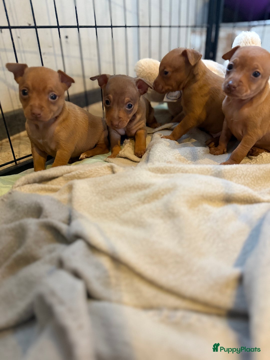 Dwergpinscher honden te koop: Dwergpinscher pups - Advertentie 8