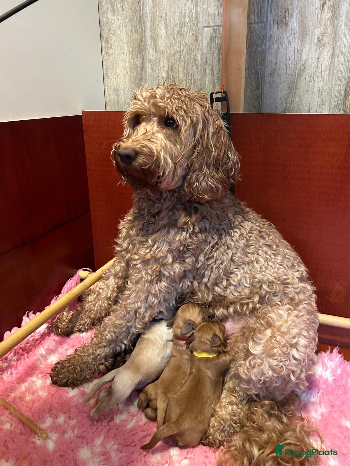 Australian Labradoodle honden Australian labradoodle (medium) - Advertentie 1