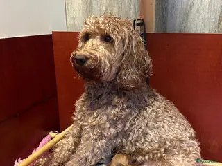 Australian Labradoodle honden Australian labradoodle (medium) - Advertentie 1