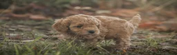 Poedel Toy honden te koop: 5 lieve Mini Toy Poedel pups zoeken een fijn thuis - Advertentie 5