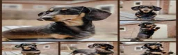 Ruwhaar Teckel honden te koop: 🌼Schattige ruwharige teckel pups🌼 - Advertentie 3
