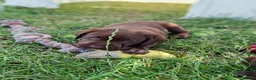 Labrador Retriever honden te koop: Raszuivere bruine labrador pups  - Advertentie 37