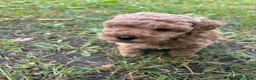 Kruising honden te koop: Toy poedel pups - Advertentie 9