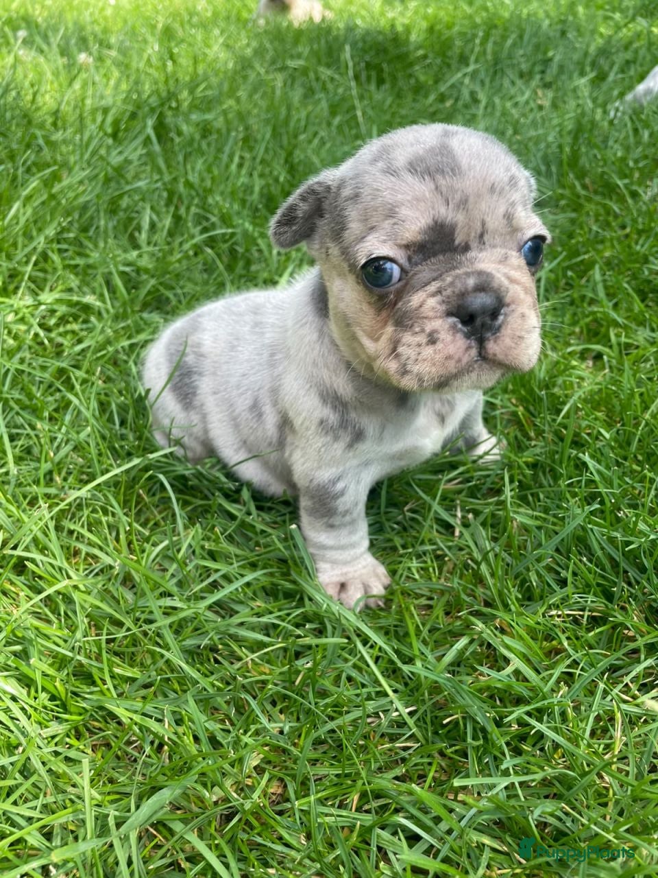 Franse Bulldog honden te koop: Franse Bulldog pup - Advertentie 1