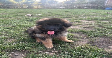 Duitse Herder honden in Hardinxveld-Giessendam - Advertentie 8
