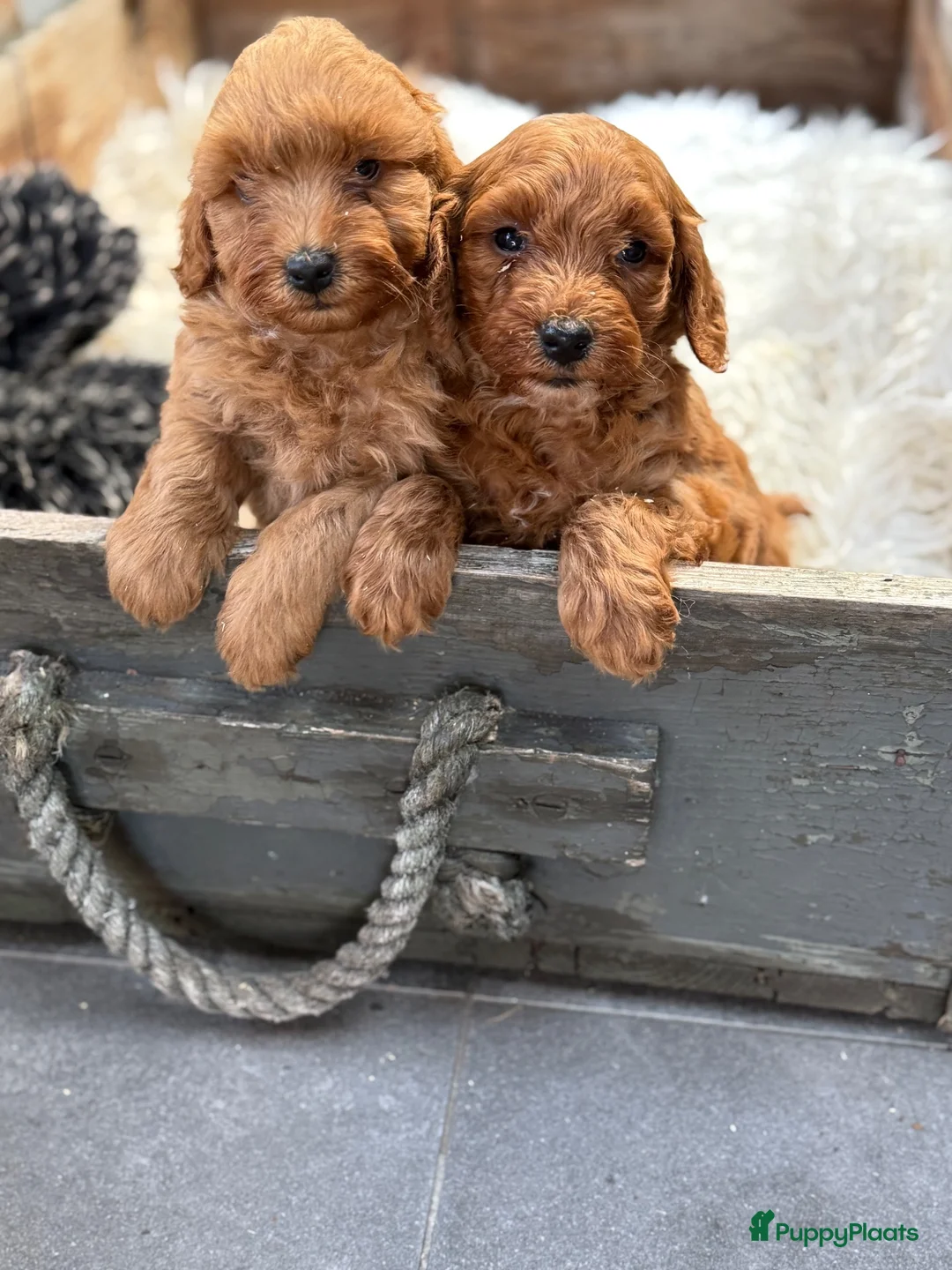 Labradoodle honden te koop: Labradoodle  - Advertentie 2