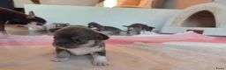 Chihuahua honden te koop: Prachtige blau grijze Chihuahua pup - Advertentie 3