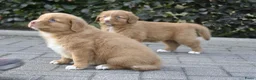 Nova Scotia Duck Tolling Retriever honden te koop: Nova Scotia Duck Tolling Retriever pups # Toller - Advertentie 16