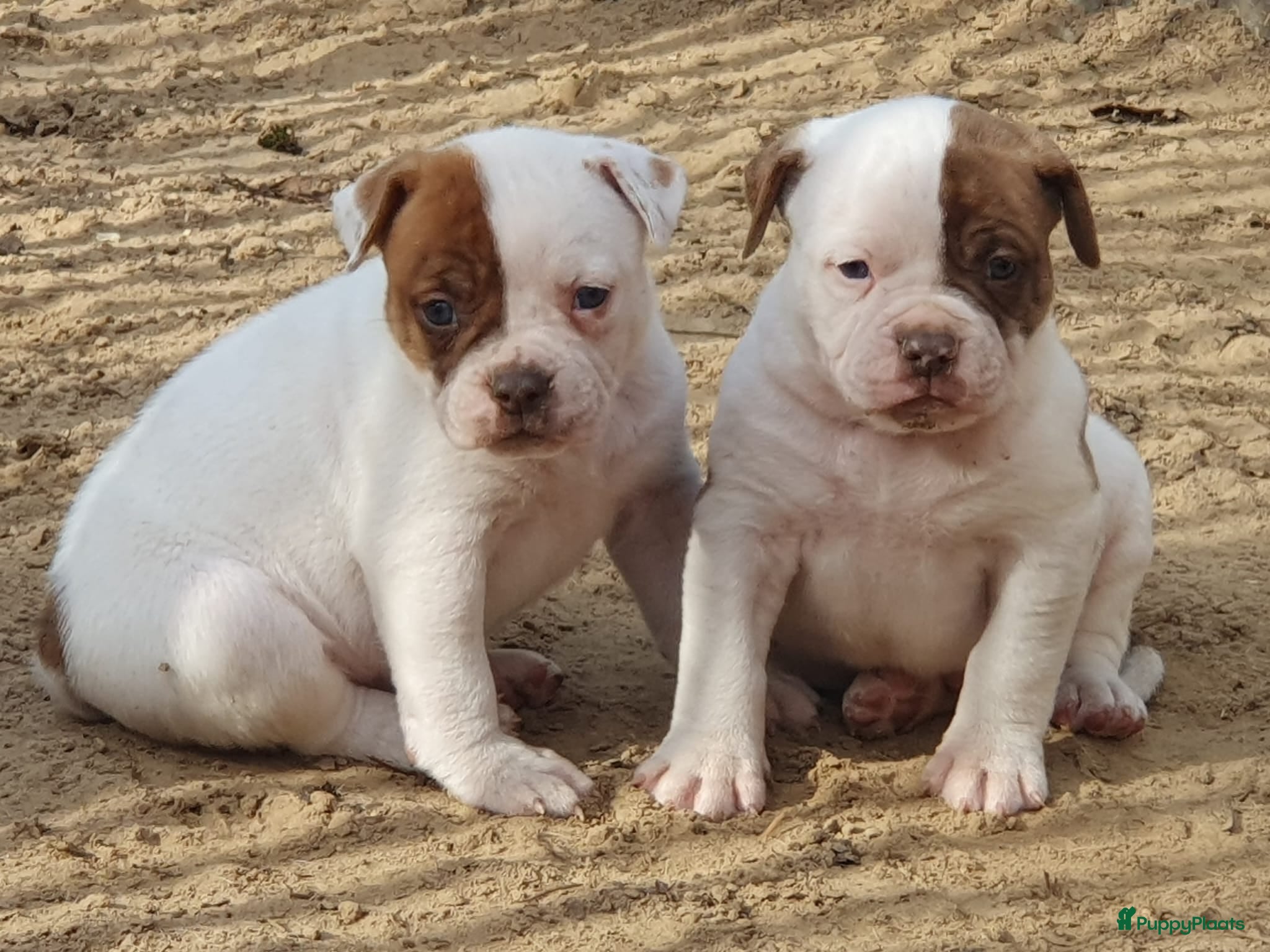 Amerikaanse Bulldog honden Prachtige Amerikaanse bulldog pups met stamboom - Advertentie 2
