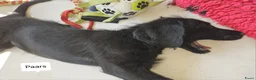 Labradoodle honden te koop: Laatste 2 labradoodles zoeken een eigen huisje - Advertentie 31