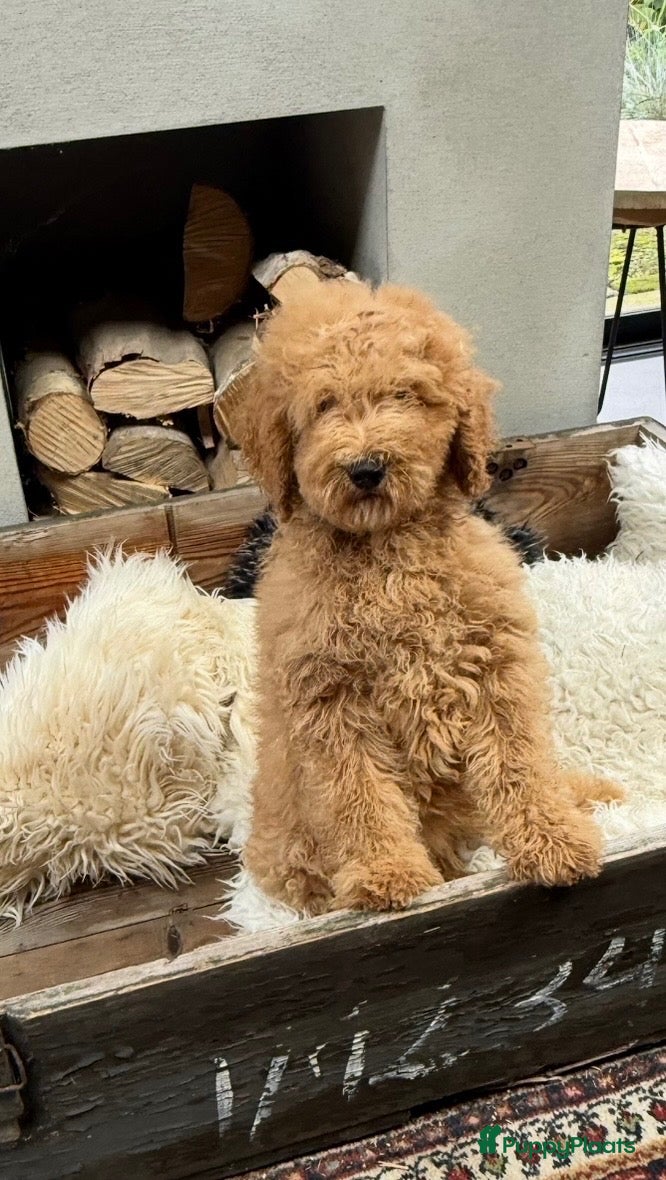 Labradoodle honden Labradoodle  - Advertentie 1