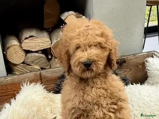 Labradoodle honden Labradoodle - Advertentie 1