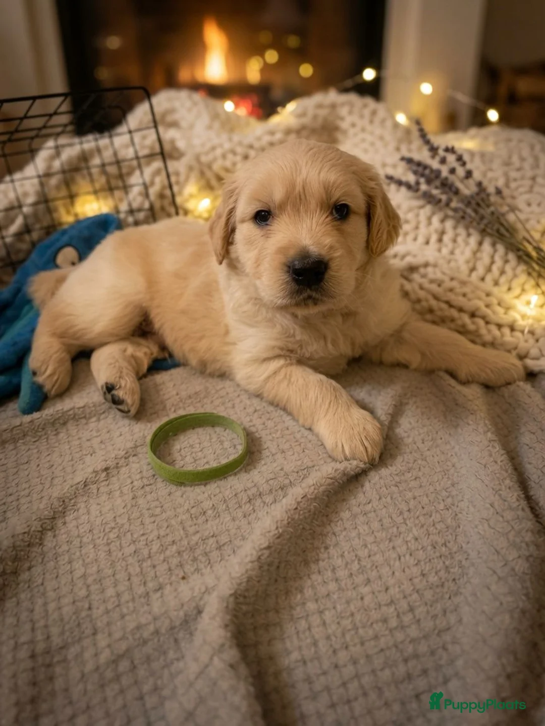 Golden Retriever honden te koop: Golden Retriever pups beschikbaar. - Advertentie 5