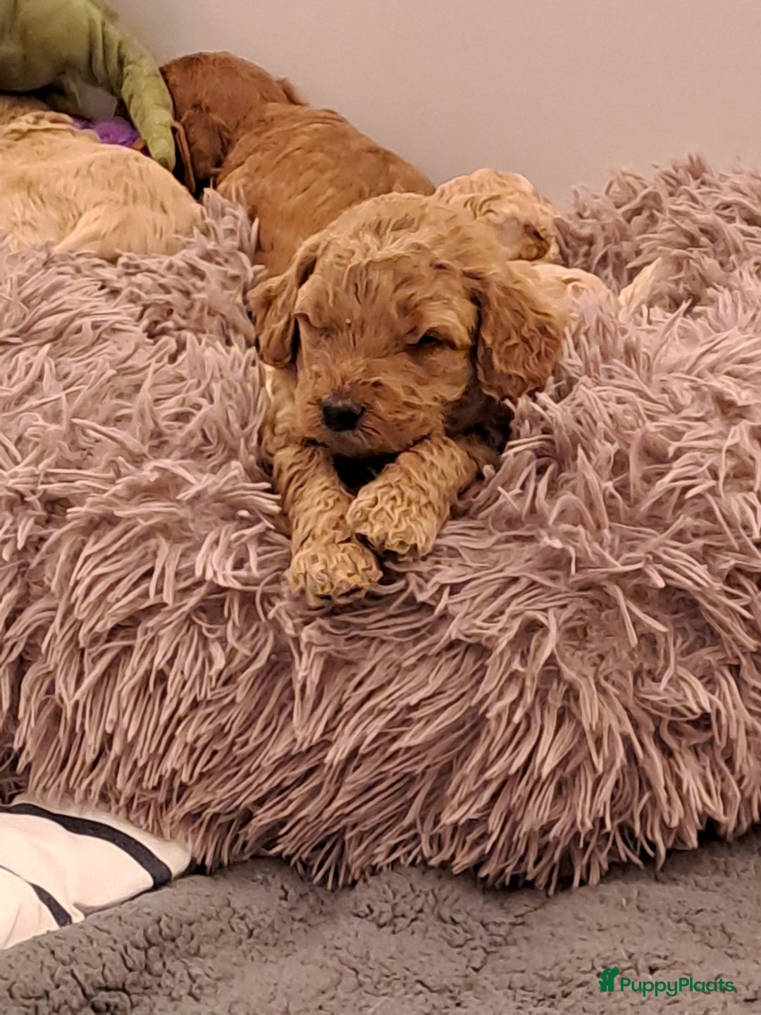 Australian Labradoodle honden te koop: Prachtige australian doodles pups  - Advertentie 1