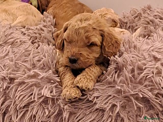 Australian Labradoodle honden Prachtige australian doodles pups - Advertentie 2