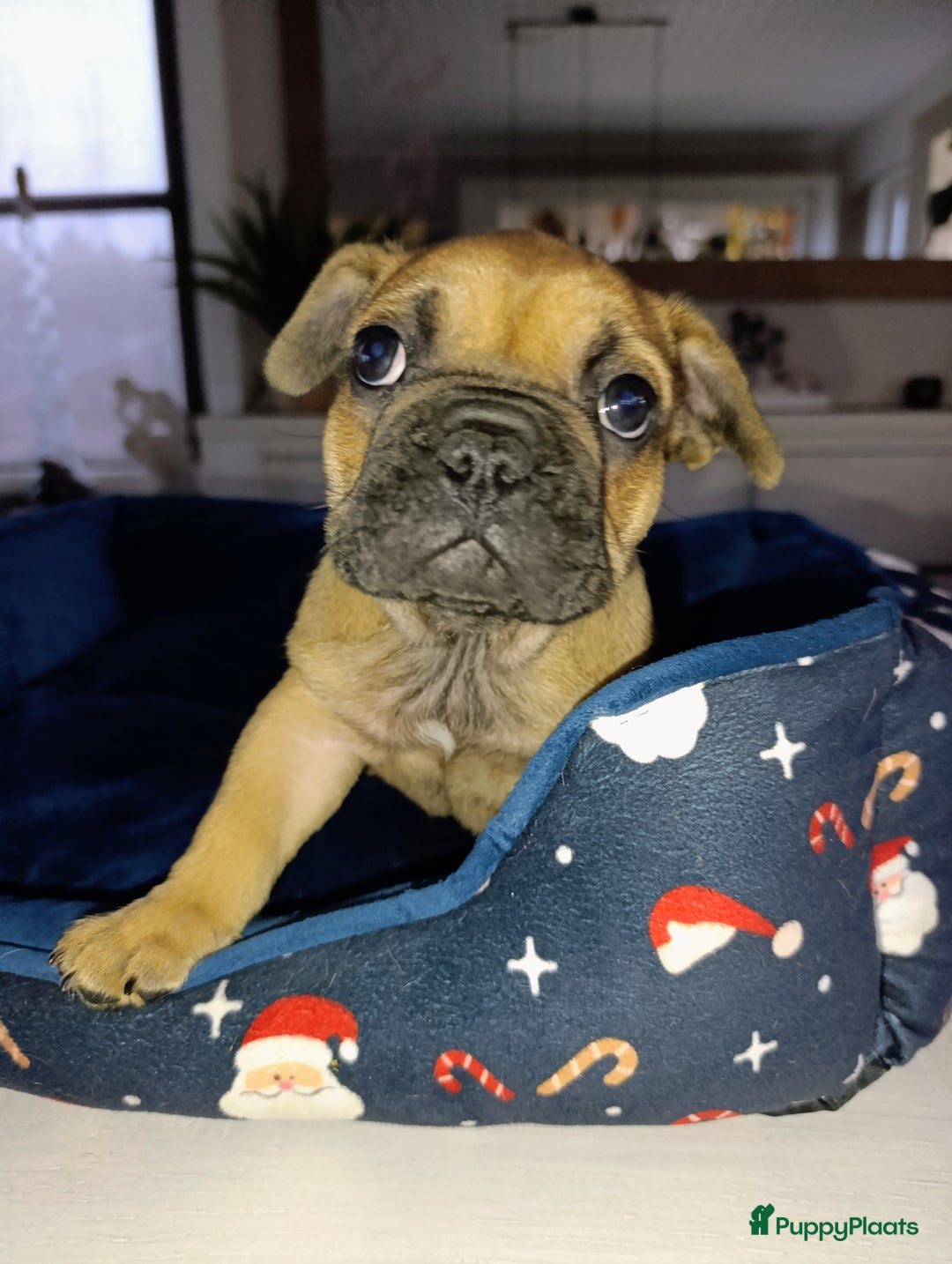 Franse Bulldog honden te koop: Franse bulldog pups België  - Advertentie 1