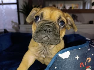 Franse Bulldog honden Franse bulldog pups België - Advertentie 2