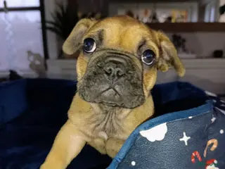 Franse Bulldog honden Franse bulldog pups België - Advertentie 7