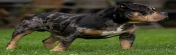 Amerikaanse Bully honden ter dekking: American Bully pocket dekreu  - Advertentie 5