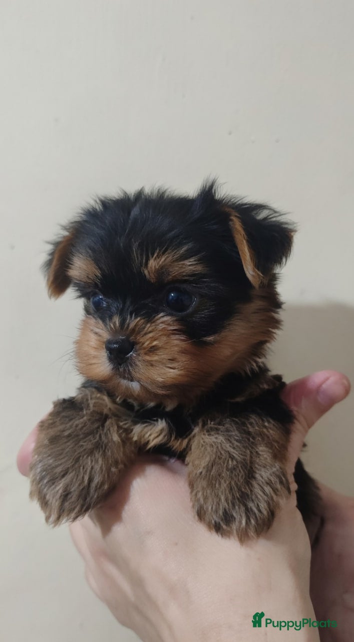 Yorkshire Terriër honden Yorkshire Terriër puppy - Advertentie 1