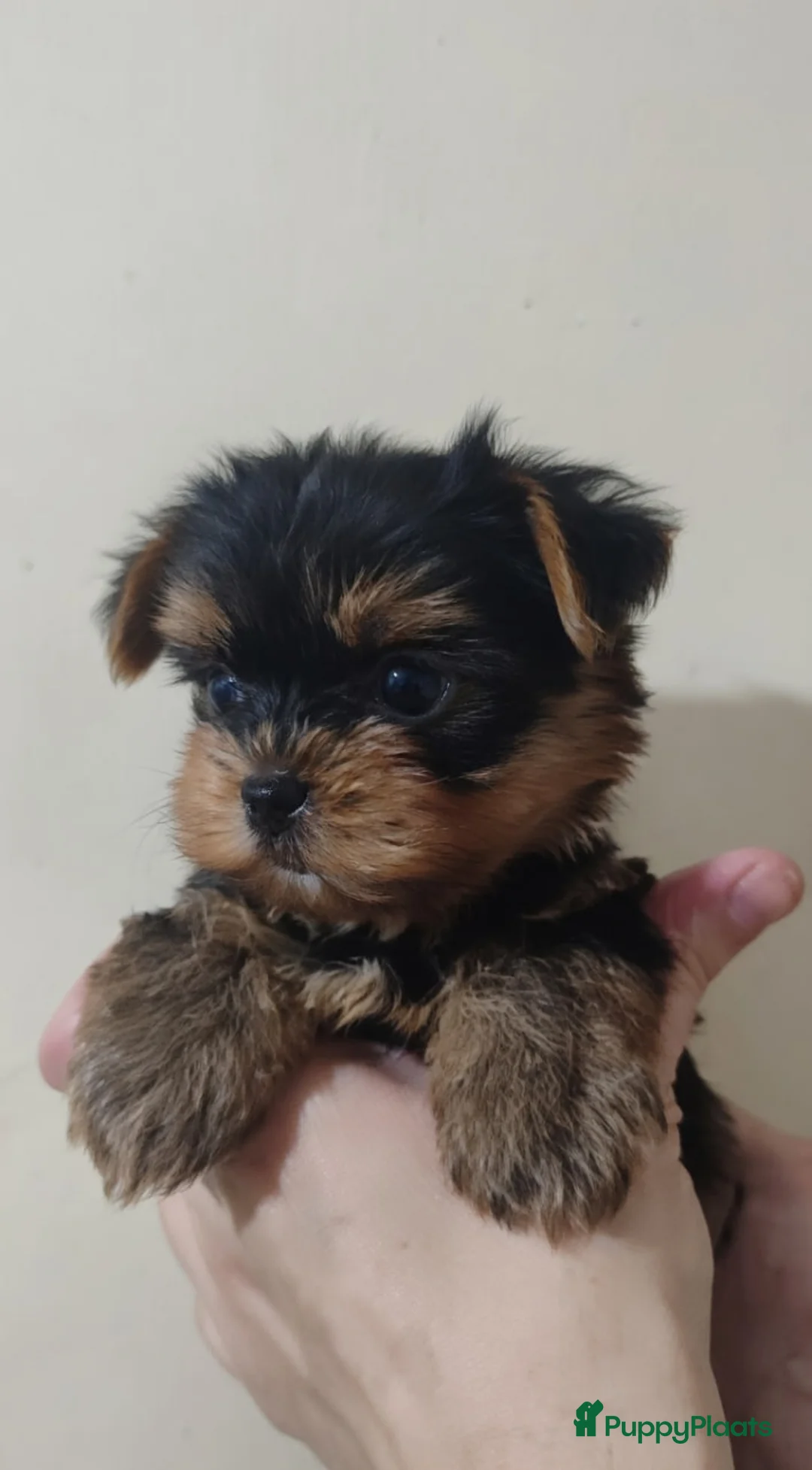 Yorkshire Terriër honden te koop: Yorkshire Terriër puppy - Advertentie 1