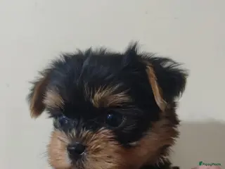 Yorkshire Terriër honden Yorkshire Terriër puppy - Advertentie 1