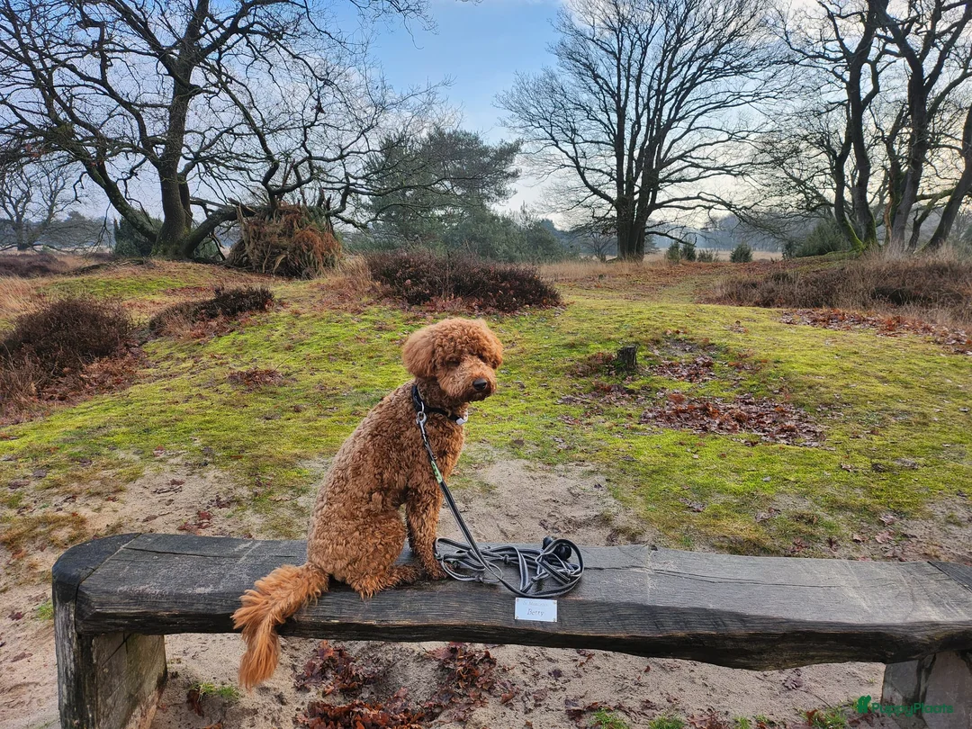 Australian Labradoodle honden te koop: Medium Cobberdog/Australian Labradoodle nestaank - Advertentie 17
