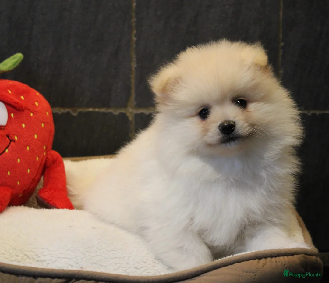 Pomeriaan honden te koop: Pomeriaan pups - Advertentie 21