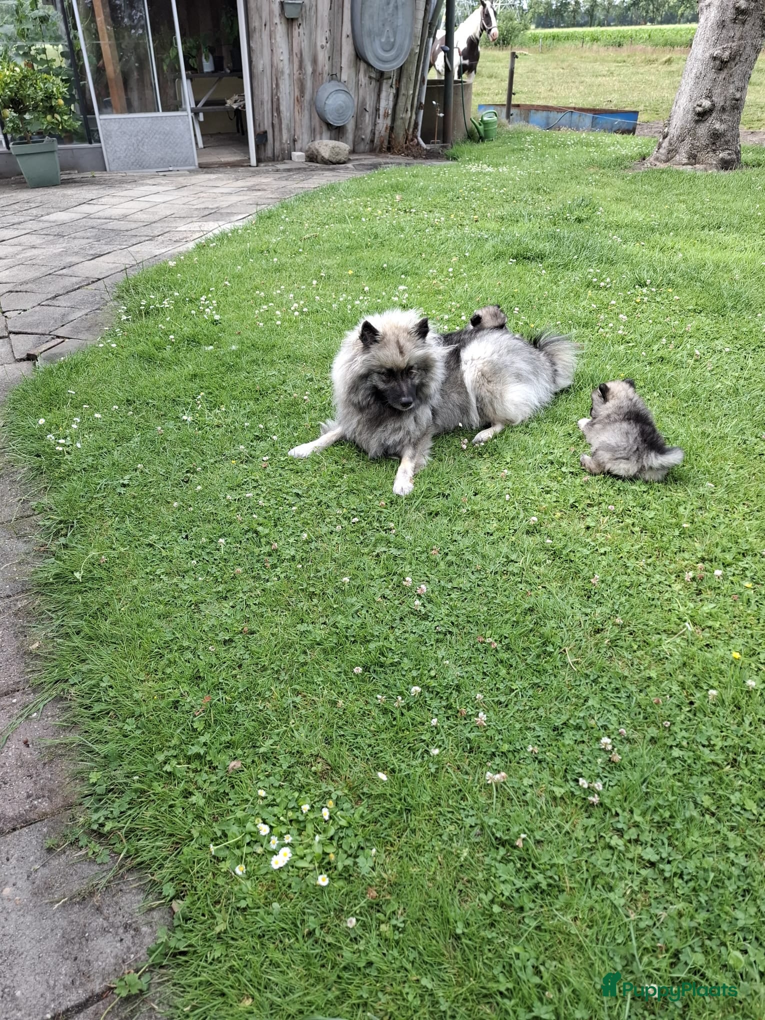 Keeshond honden Wolfschrauwe keeshond pup - Advertentie 2
