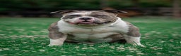 Amerikaanse Bully honden te koop: American Bully Xl  - Advertentie 1