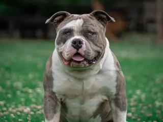 Amerikaanse Bully honden te koop: American Bully Xl - Advertentie 3