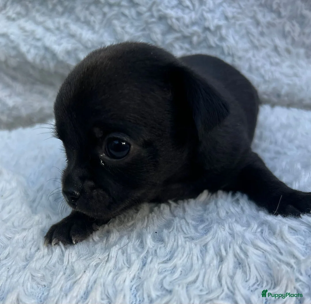 Chihuahua honden te koop: 2 mooie chihuahuapups. Teefje /reutje - Advertentie 2