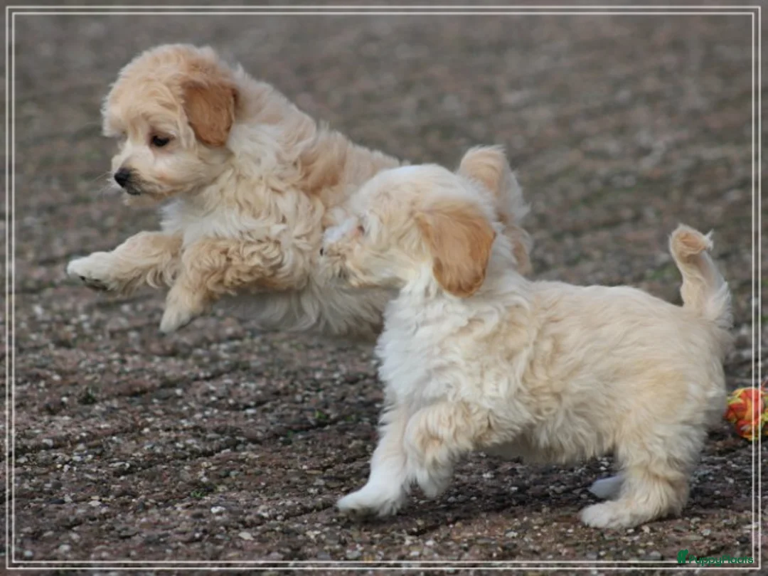 Maltipoo honden te koop: Leuke Maltipoo pups. - Advertentie 10