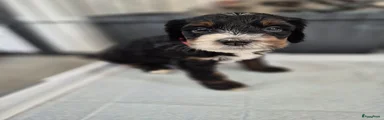 Bernedoodle Puppy 1