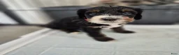Bernedoodle honden te koop: Medium Bernedoodle - Advertentie 4